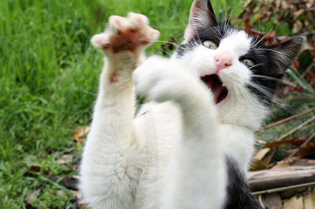 开云体育入口-谁终结快船航母？切特一剑封喉，国王逆袭剧本震撼上演！