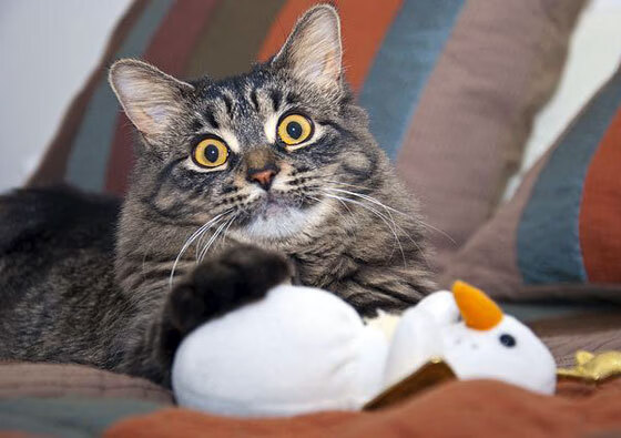 保罗领袖魅力全开,浙江队力克火箭引爆篮球界,一场跨联赛的经典对决!